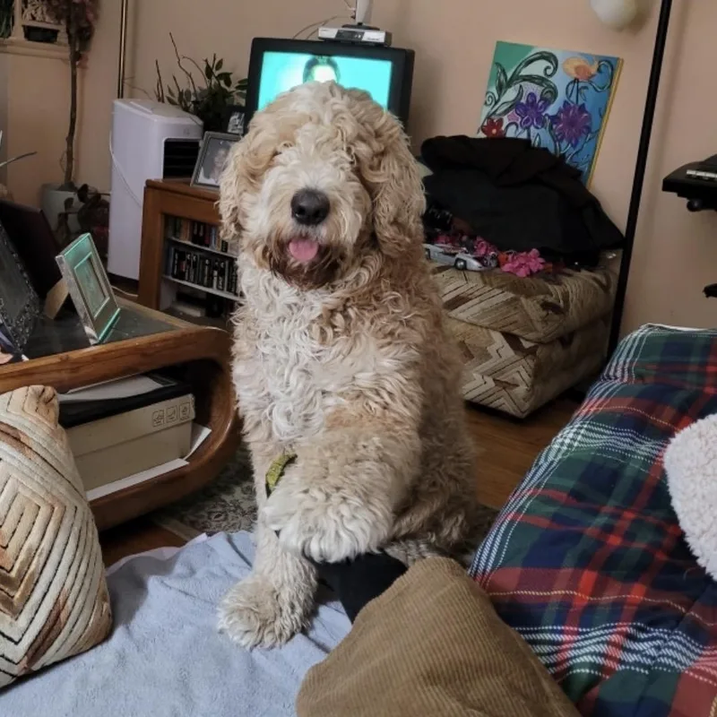 An adult large-sized male Apricot / Beige Goldendoodle dog named Cash for adoption in Plainfield, IL