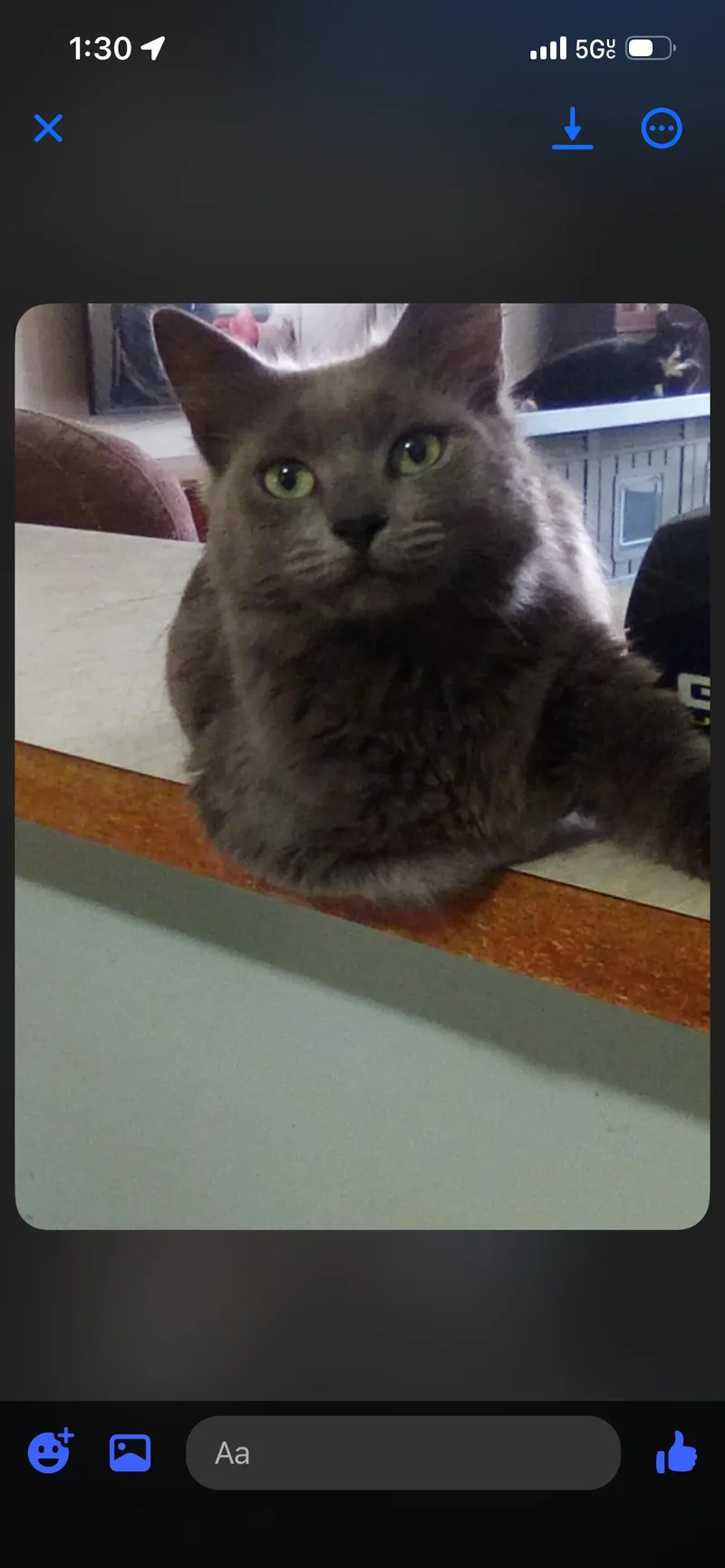 Frances Russian Blue