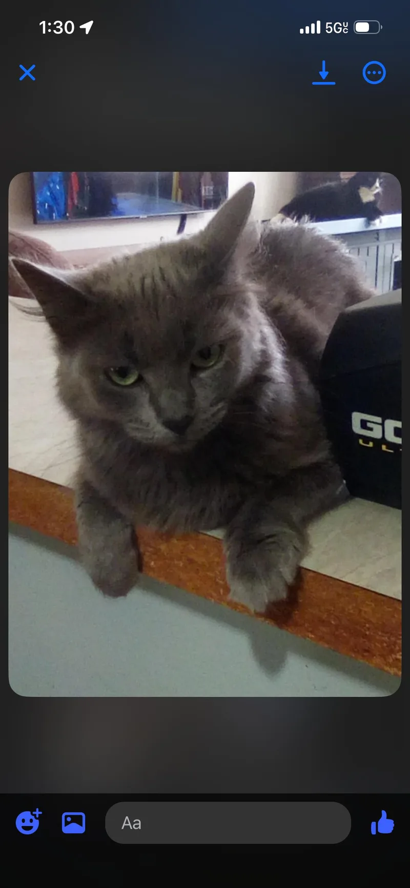 Frances  Russian Blue thumbnail 2