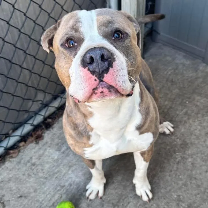 Bear ~ Coming Soon!!!