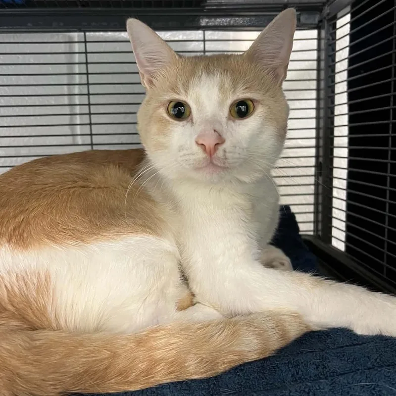 A young large-sized male Buff / Tan / Fawn Domestic Short Hair cat named Michi for adoption in Hampton Bays, NY