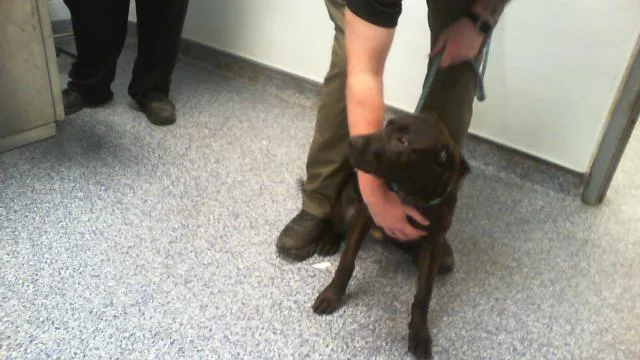 A young medium-sized male Mixed Breed dog named Bear for adoption in Charlotte, NC