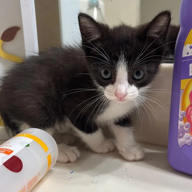 A baby small-sized male White Domestic Short Hair cat named Ferb for adoption in Katy, TX