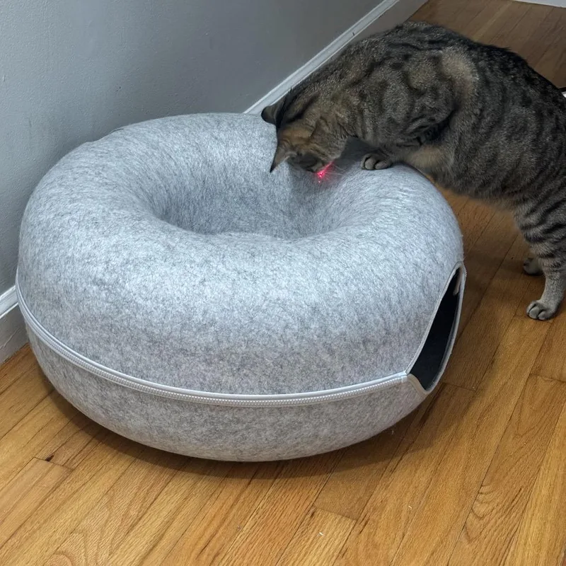 An adult small-sized female Brown / Chocolate Domestic Short Hair cat named Sage for adoption in Westport, CT