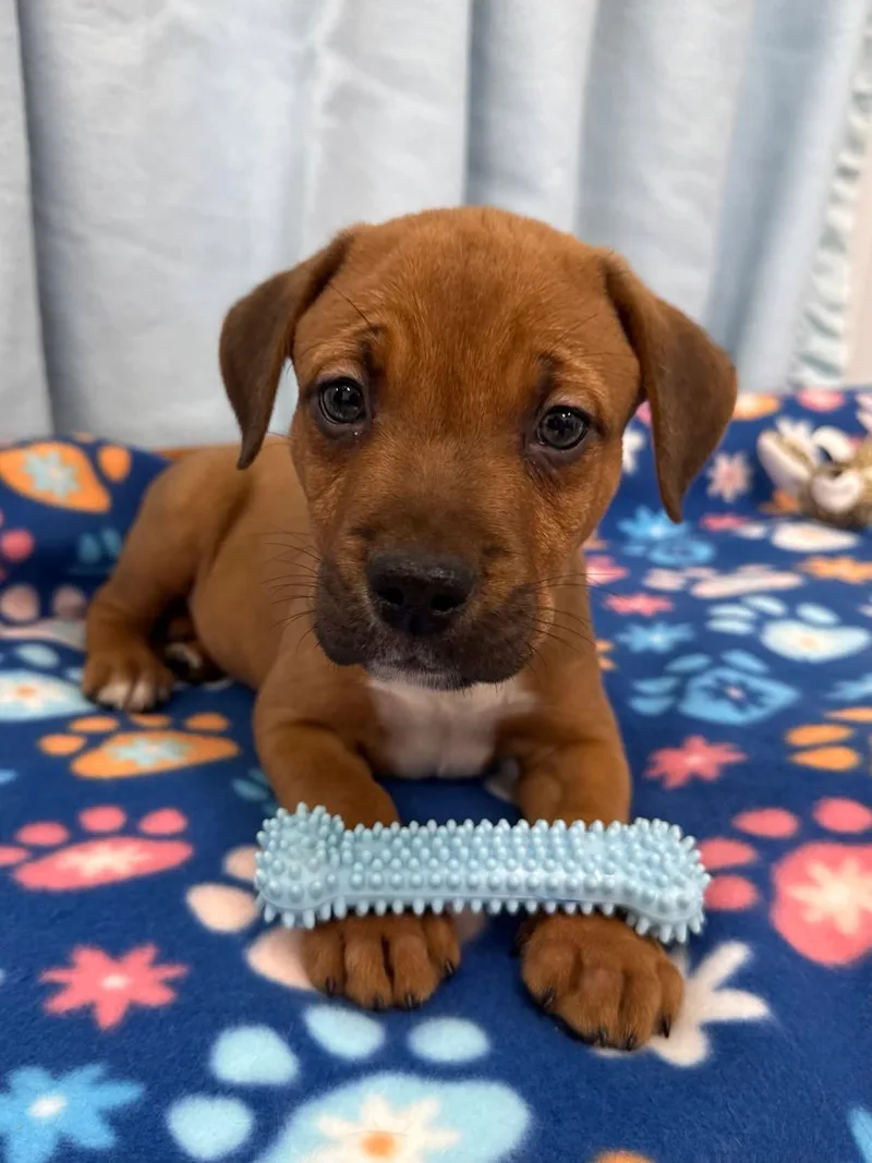 A baby medium-sized male Brown / Chocolate Labrador Retriever dog named Cheddar for adoption in East Sparta, OH