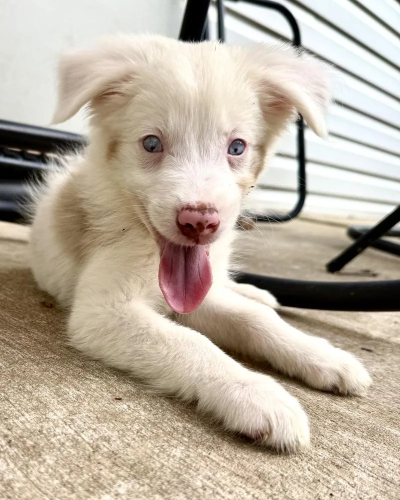 A baby medium-sized female Australian Shepherd dog named Nixie for adoption in Troy, IL