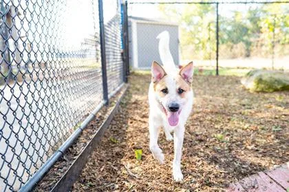 An adult large-sized male Cattle Dog dog named Butterscotch for adoption in Carrollton, TX