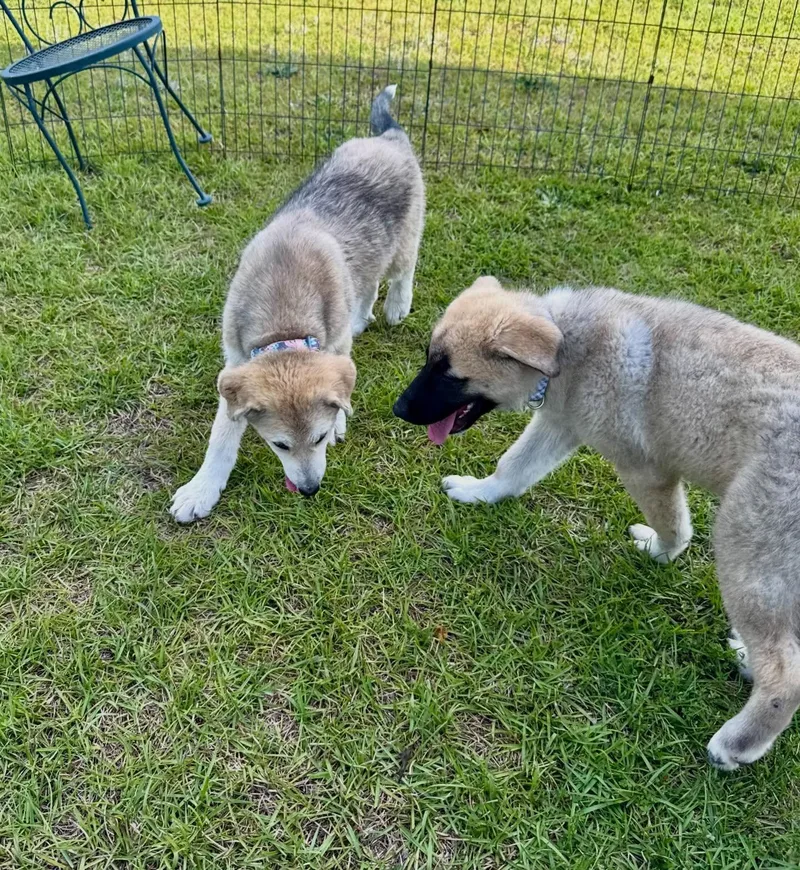 Hoss
