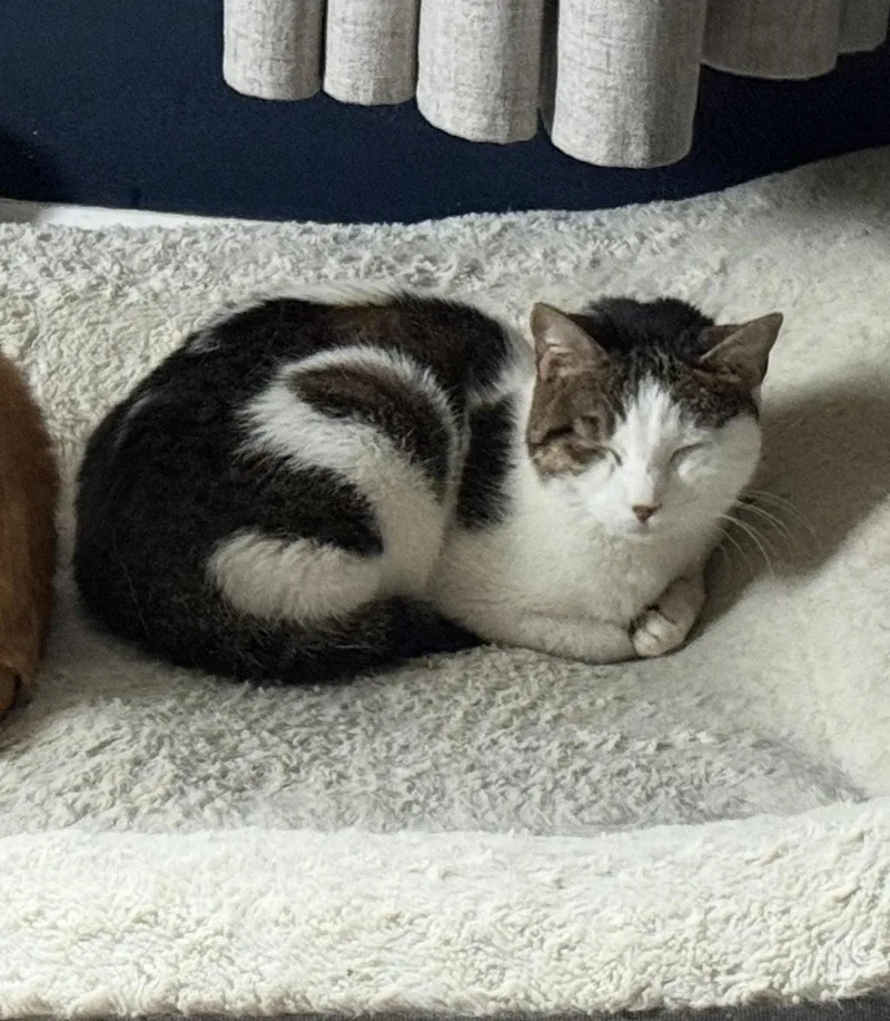 A senior medium-sized female Domestic Short Hair cat named Sundae for adoption in Bellmawr, NJ