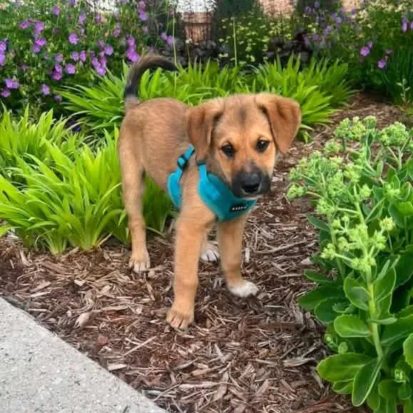A baby medium-sized female Yellow / Tan / Blond / Fawn Golden Retriever dog named Bomb Pop for adoption in Madison, WI