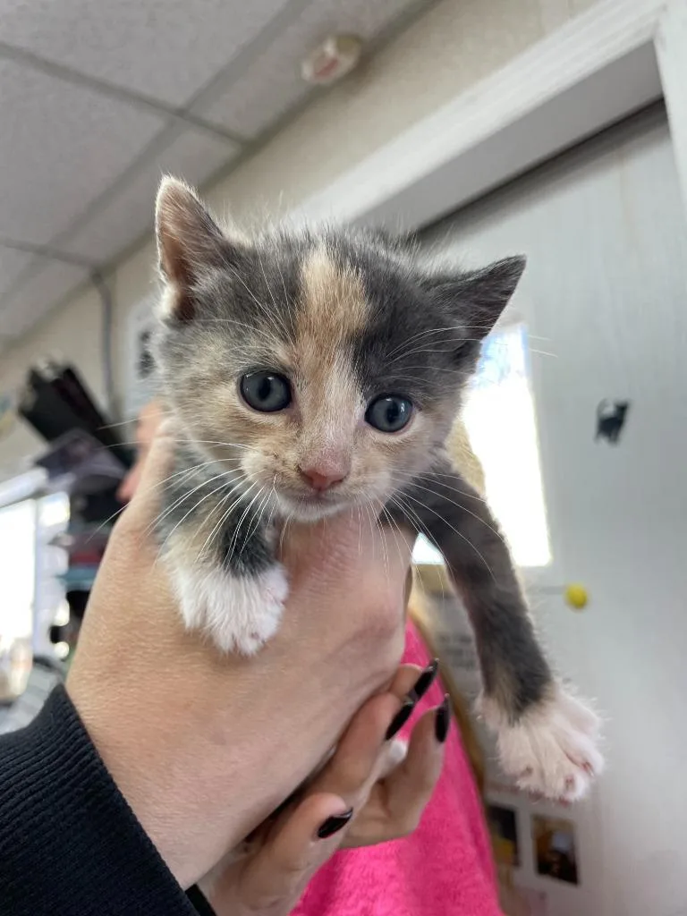 A baby medium-sized female Domestic Short Hair cat named Marina for adoption in Pomona, NY
