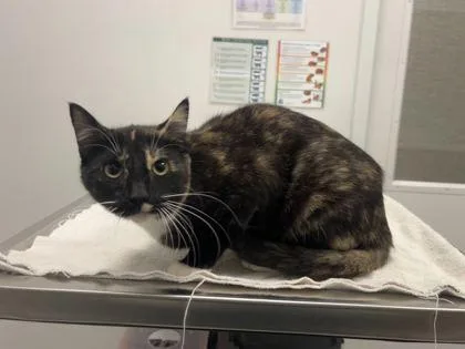 A young medium-sized female Black Domestic Short Hair cat named Naomi for adoption in Kansas City, MO