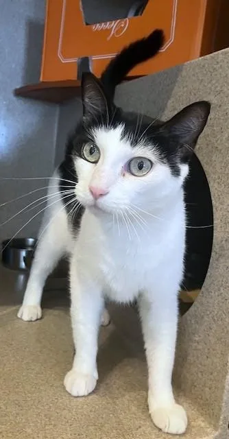 A senior medium-sized female Domestic Short Hair cat named Bluey for adoption in Washington, DC