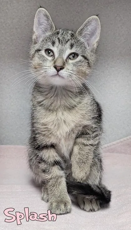 A baby small-sized female Domestic Short Hair cat named Splash for adoption in Mason, MI