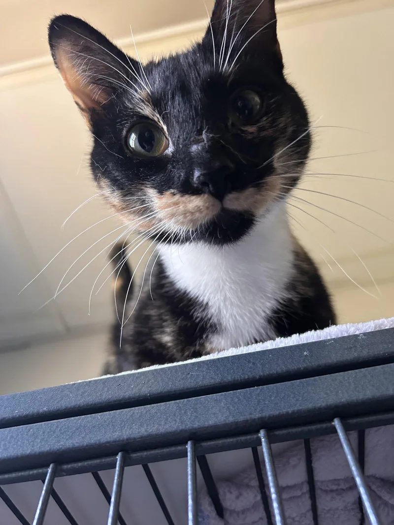 A young medium-sized female Tortoiseshell cat named Rosie Cchs for adoption in Locust Grove, GA