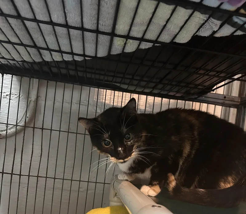 Rosie Cchs thumbnail 2