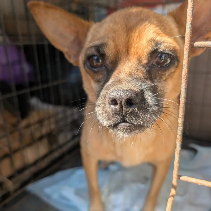 An adult small-sized male Brown / Chocolate Chihuahua dog named Butch for adoption in West Plains, MO