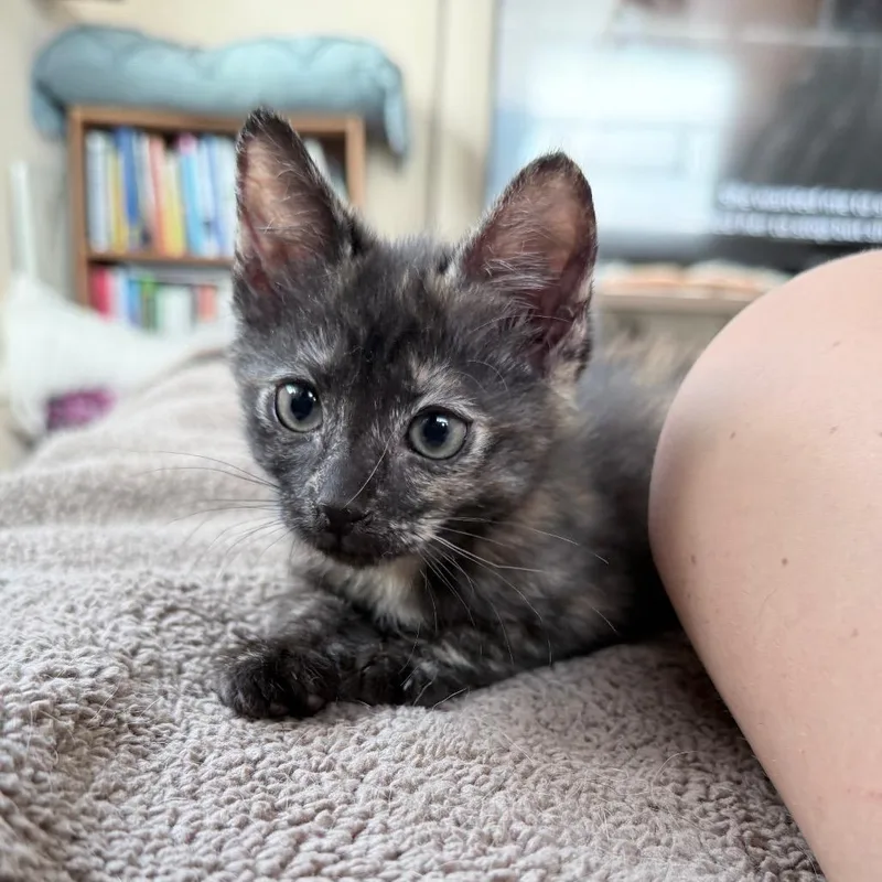 A baby medium-sized female Tortoiseshell Domestic Short Hair cat named Pandora for adoption in Hollywood, FL