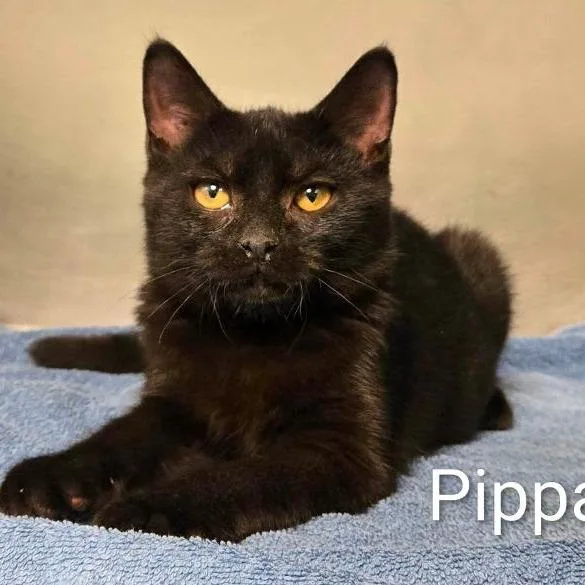Pippa