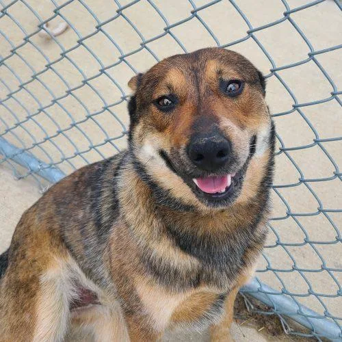 An adult medium-sized male Brindle Mixed Breed dog named Mcdreamy for adoption in Elizabeth, IL