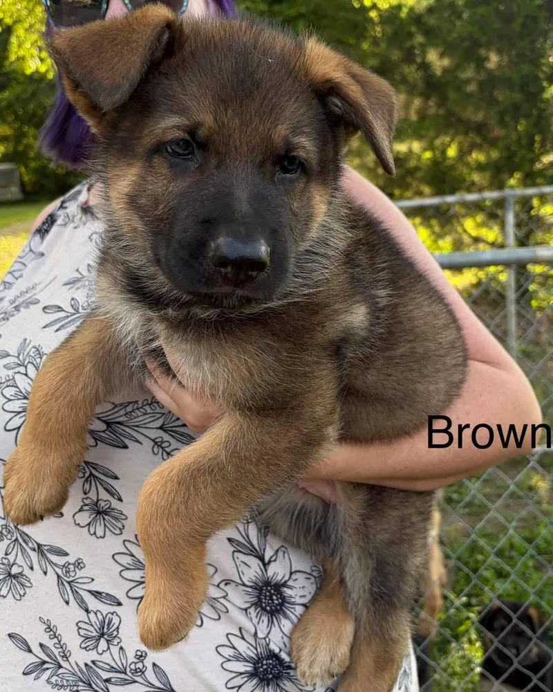 Brown