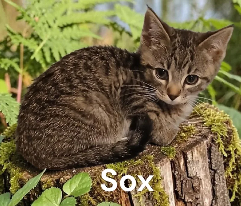A baby medium-sized female Tabby cat named Sox for adoption in Weems, VA