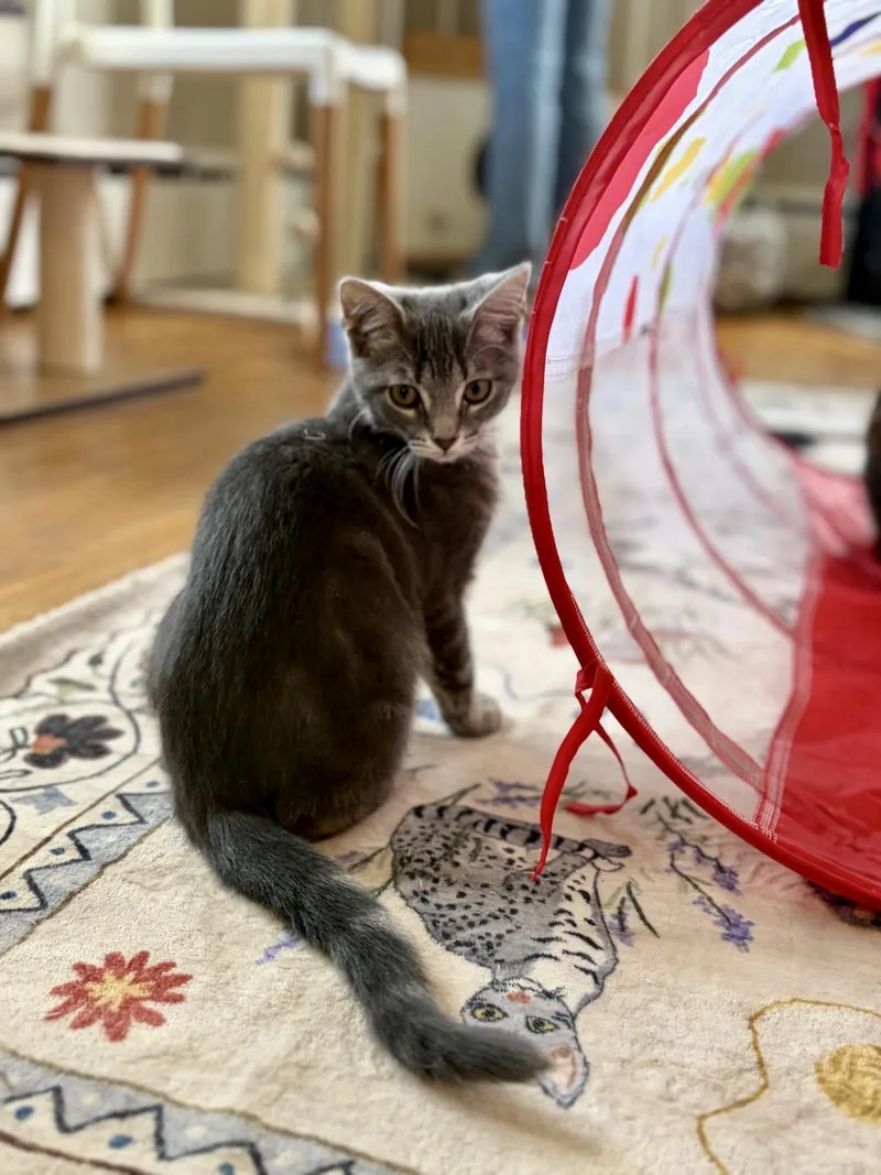 A baby medium-sized female Tabby (Buff / Tan / Fawn) Domestic Short Hair cat named Gabby for adoption in Greensburg, PA