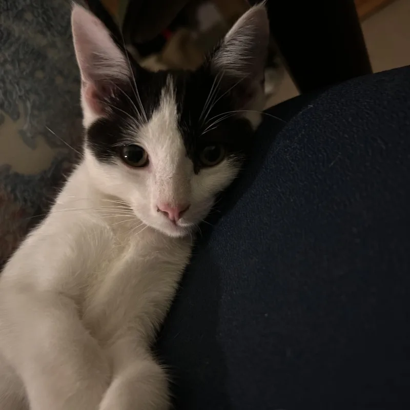 Sven