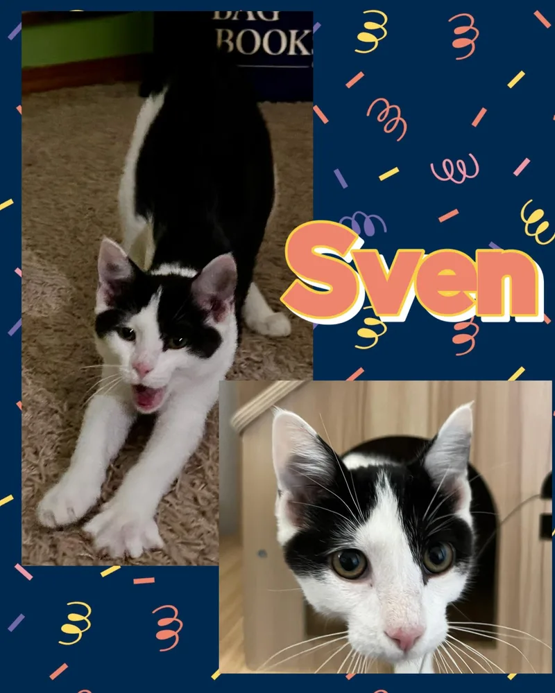 Sven thumbnail 4