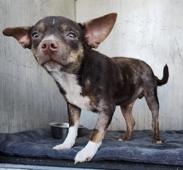 A young small-sized male Chihuahua dog named Angel for adoption in San Antonio, TX