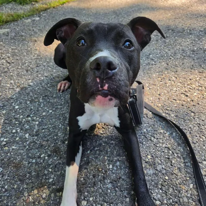 A baby medium-sized male Terrier dog named Gidget for adoption in Warren, OH