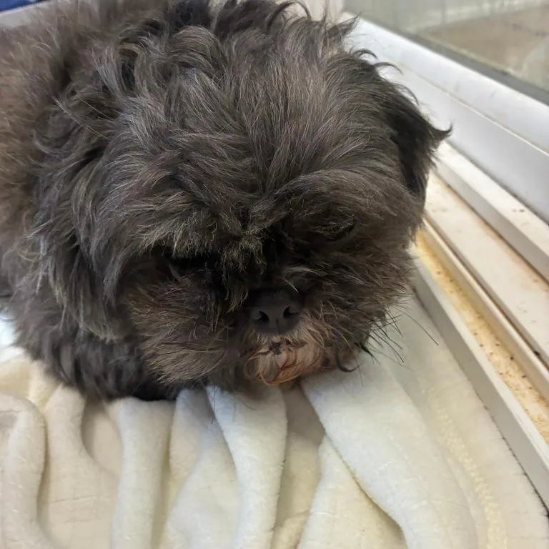 A senior small-sized male Black Shih Tzu dog named Derb for adoption in Northbrook, IL