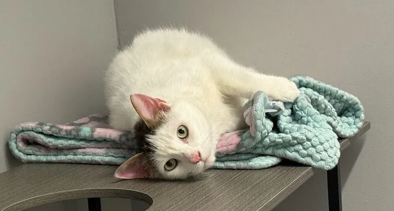 An adult large-sized male Black & White / Tuxedo Domestic Short Hair cat named Simon for adoption in Hudson, NH