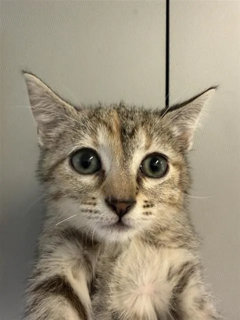 A baby small-sized female Domestic Short Hair cat named Hillary for adoption in Houston, TX