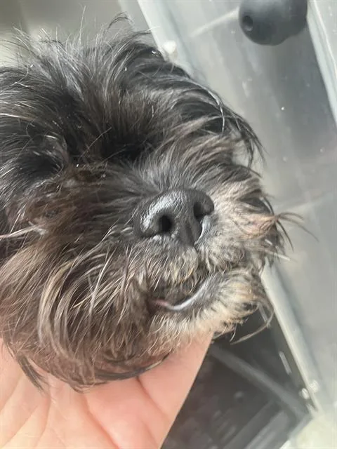 An adult small-sized female Mixed Breed dog named Smokey for adoption in Dallas, TX