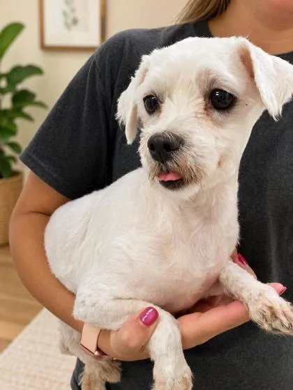 An adult small-sized female Maltese dog named Happy for adoption in Kinzers , PA
