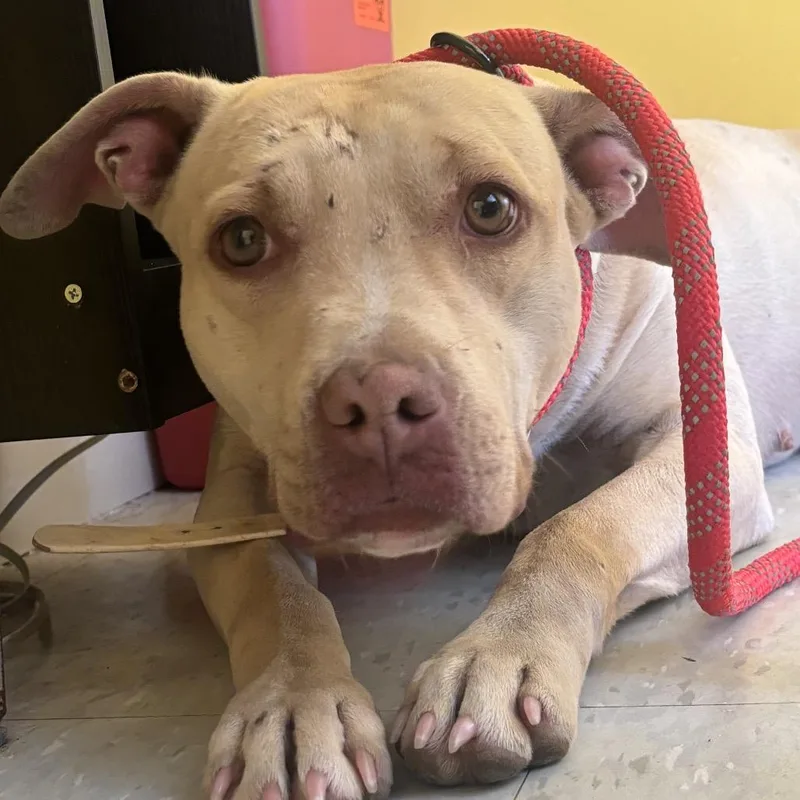 An adult medium-sized female White / Cream Terrier dog named Barley for adoption in Clarksdale, MS
