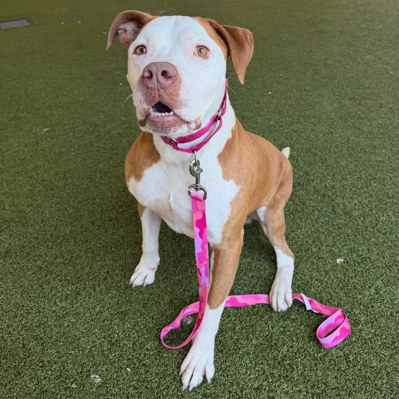 An adult large-sized male Brown / Chocolate American Bulldog dog named Canelo FKA Pork Pie for adoption in West Palm Beach, FL