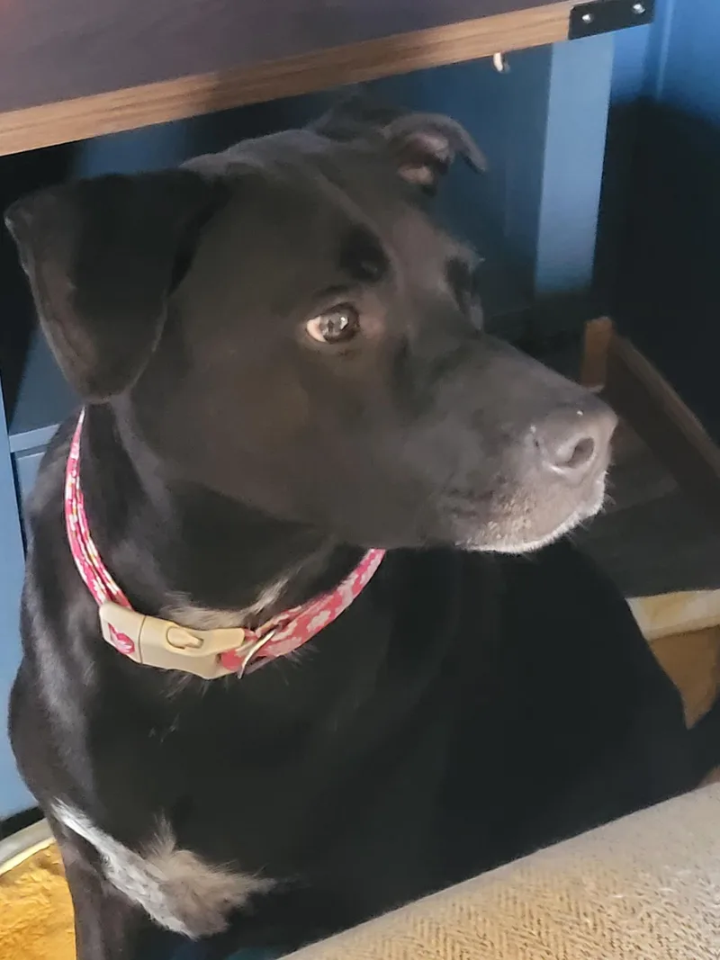 An adult large-sized female Black Labrador Retriever dog named Franny for adoption in Valley City, ND