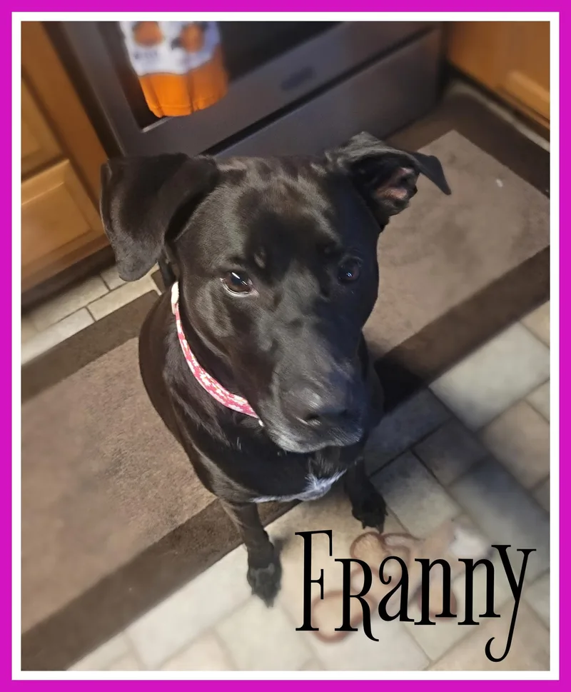 Franny thumbnail 3