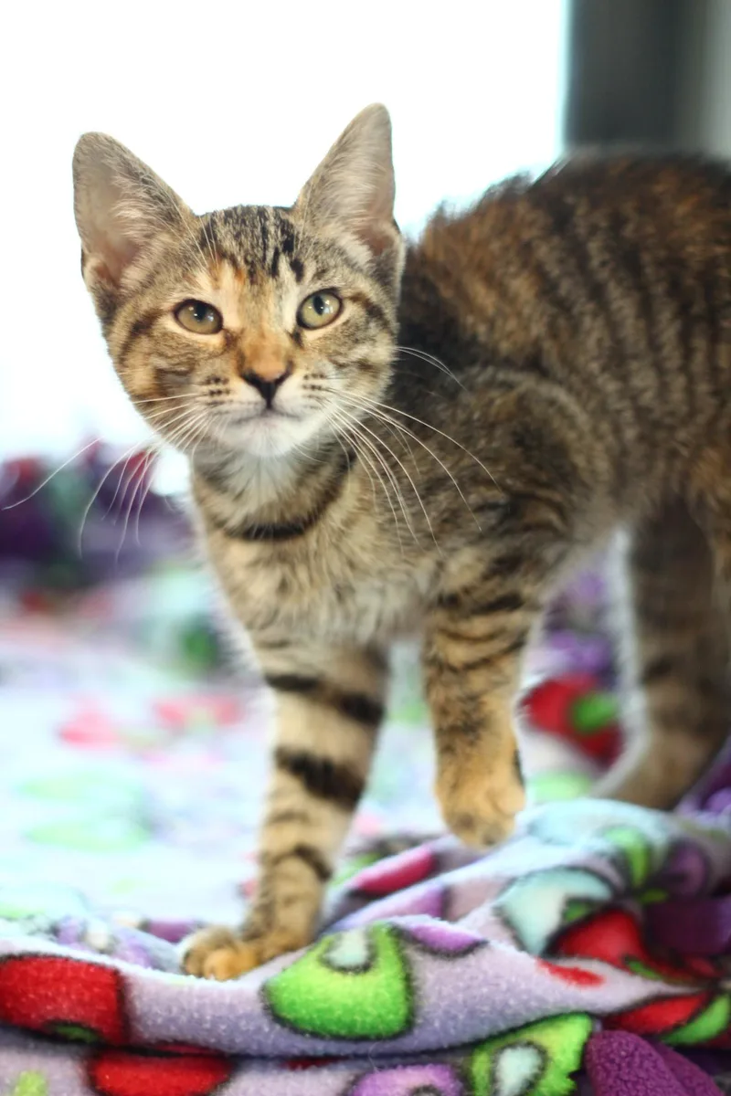 A baby small-sized female Domestic Short Hair cat named Mae for adoption in Toledo, OH