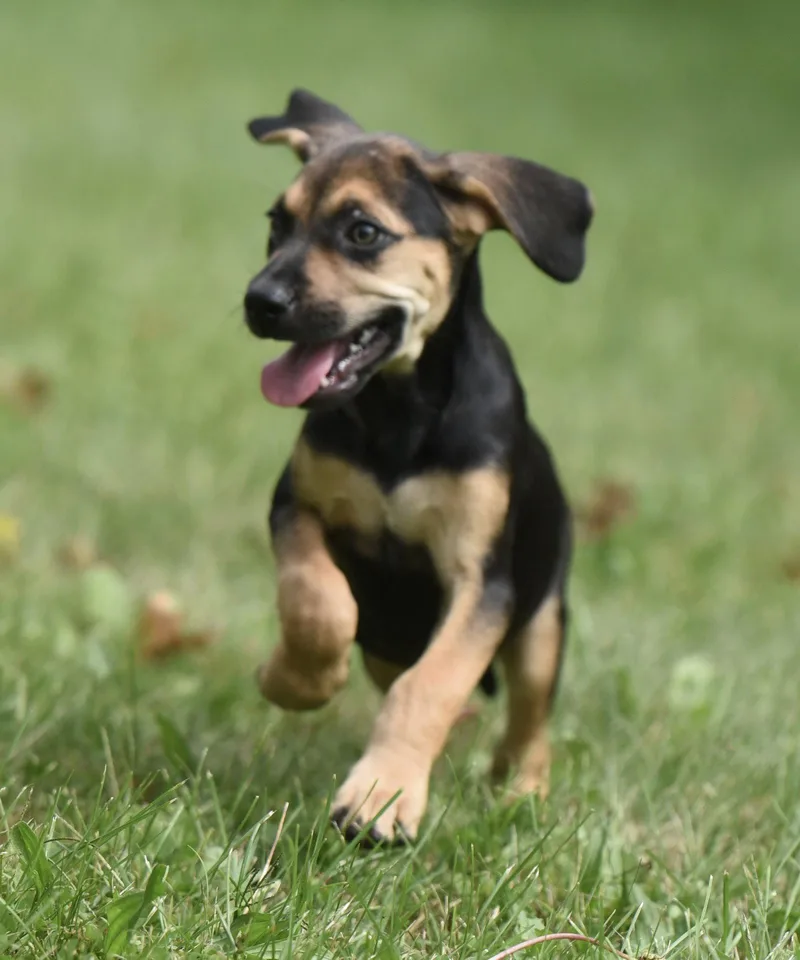 A baby medium-sized female Beagle dog named Lily for adoption in Mechanicsburg, PA