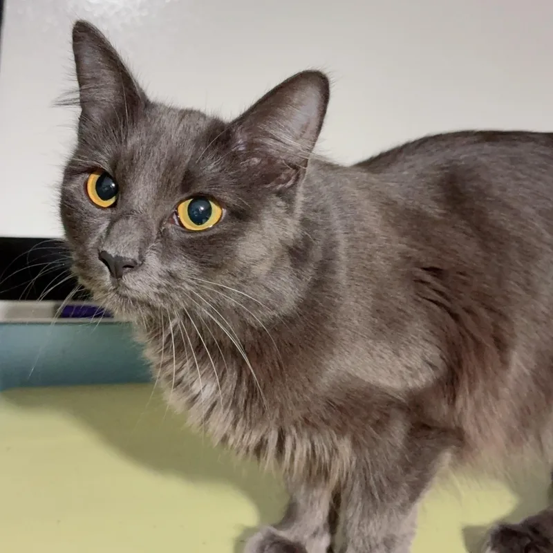 Maxine "max" thumbnail 3