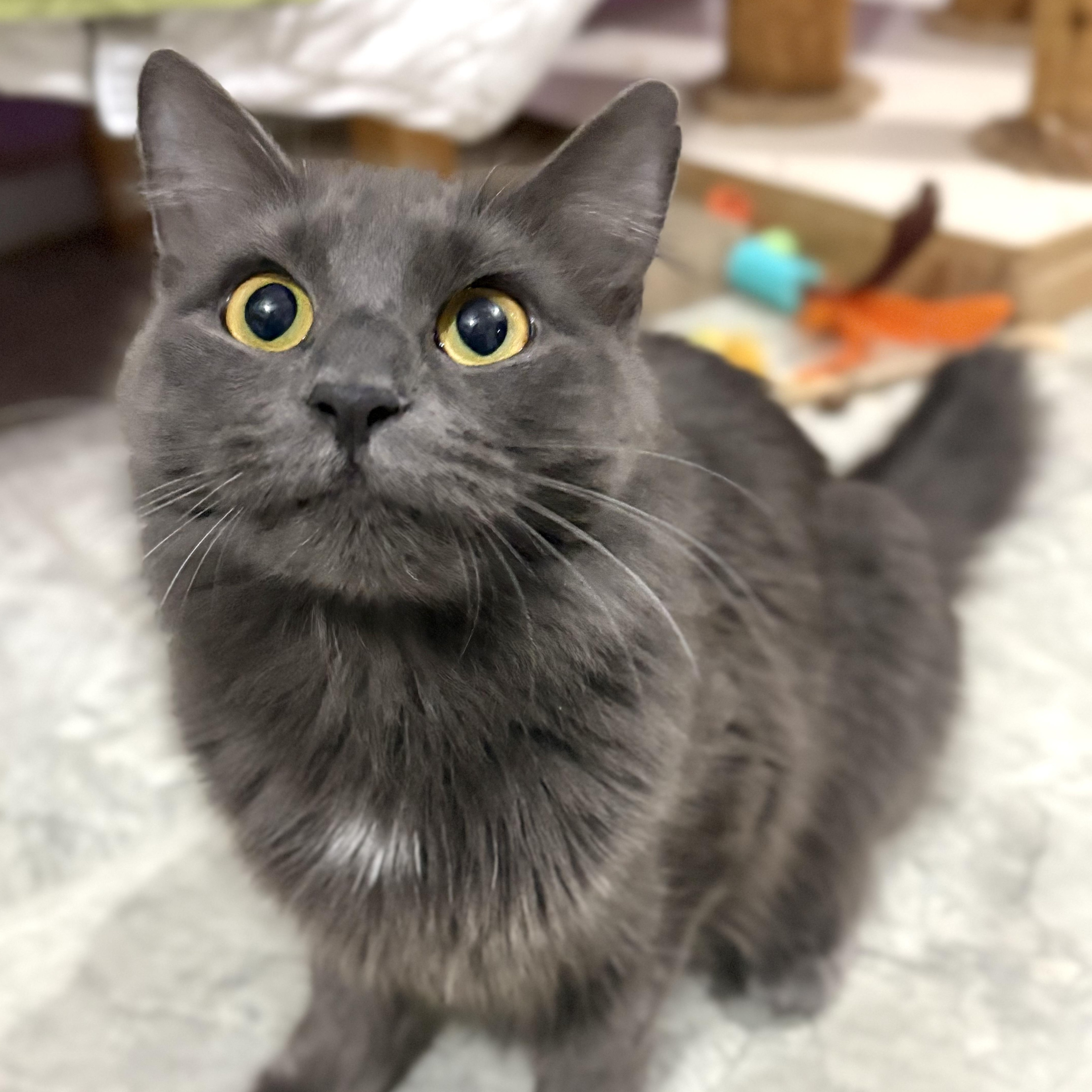 Maxine "max" thumbnail 5