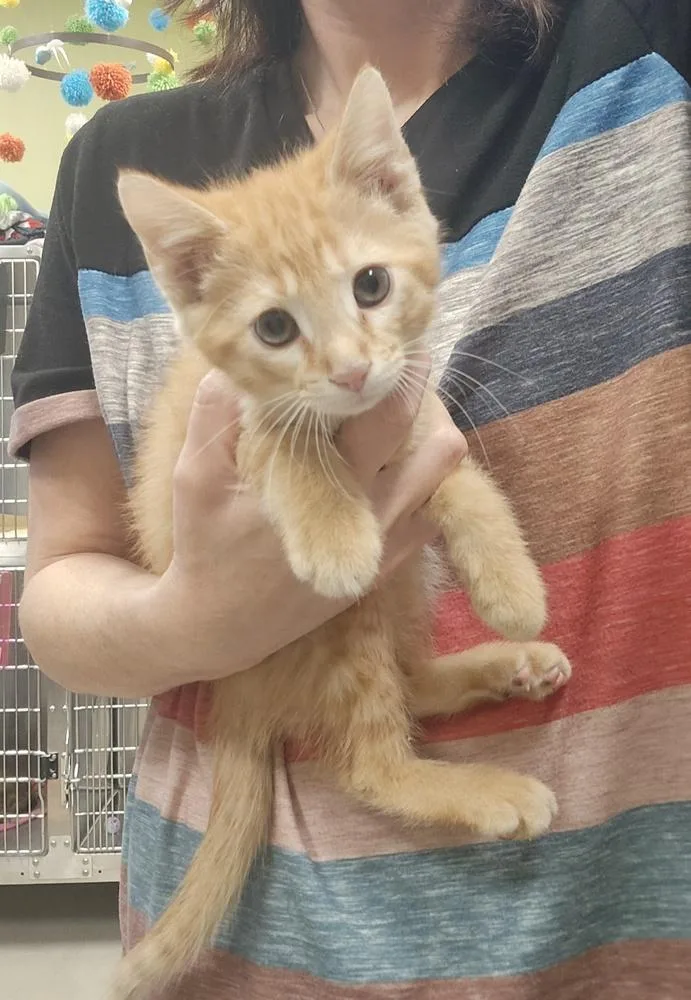 A baby small-sized male Tabby (Orange / Red) Domestic Medium Hair cat named Stitch for adoption in Dickson, TN