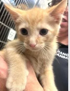 A baby medium-sized male Orange & White Domestic Short Hair cat named Orange Dreamcicle for adoption in Ashland, VA