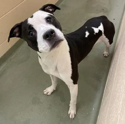 An adult medium-sized female Pit Bull Terrier dog named Lola for adoption in Cincinnati, OH