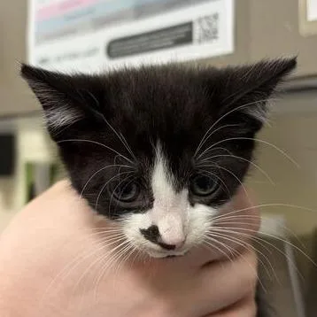 A baby small-sized male Black Domestic Short Hair cat named Leve for adoption in Asheville, NC
