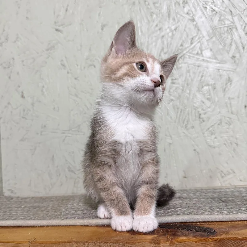 A baby small-sized female Domestic Short Hair cat named Caramel for adoption in Cumming, GA