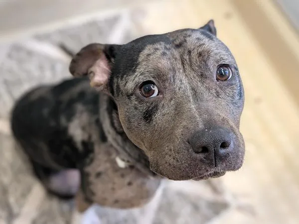 Ginger Spice thumbnail 2